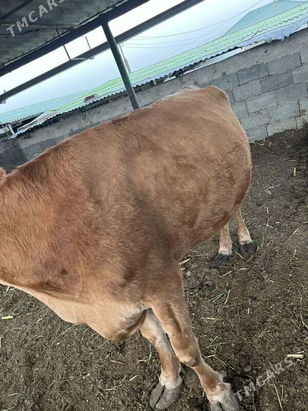 2 sany bakylan sygyr - Ашхабад - img 2