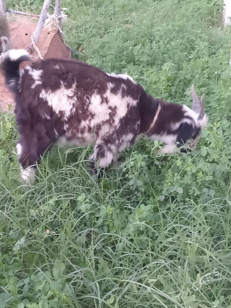 cebis - Aşgabat - img 1