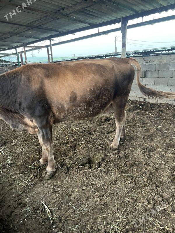 2 sany bakylan sygyr - Ашхабад - img 6