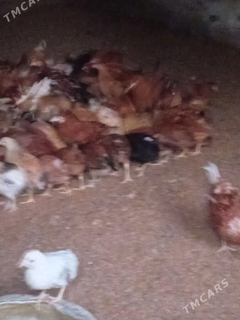 towuk jüje - Gökdepe - img 2