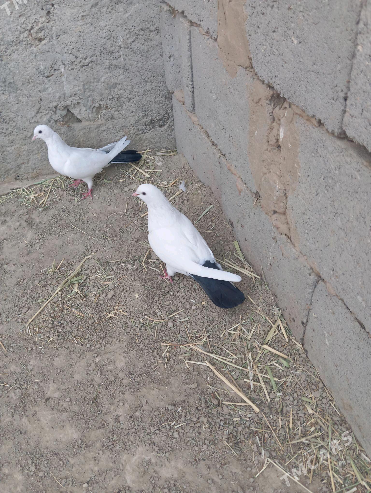 kepderi - Gyzylarbat - img 4