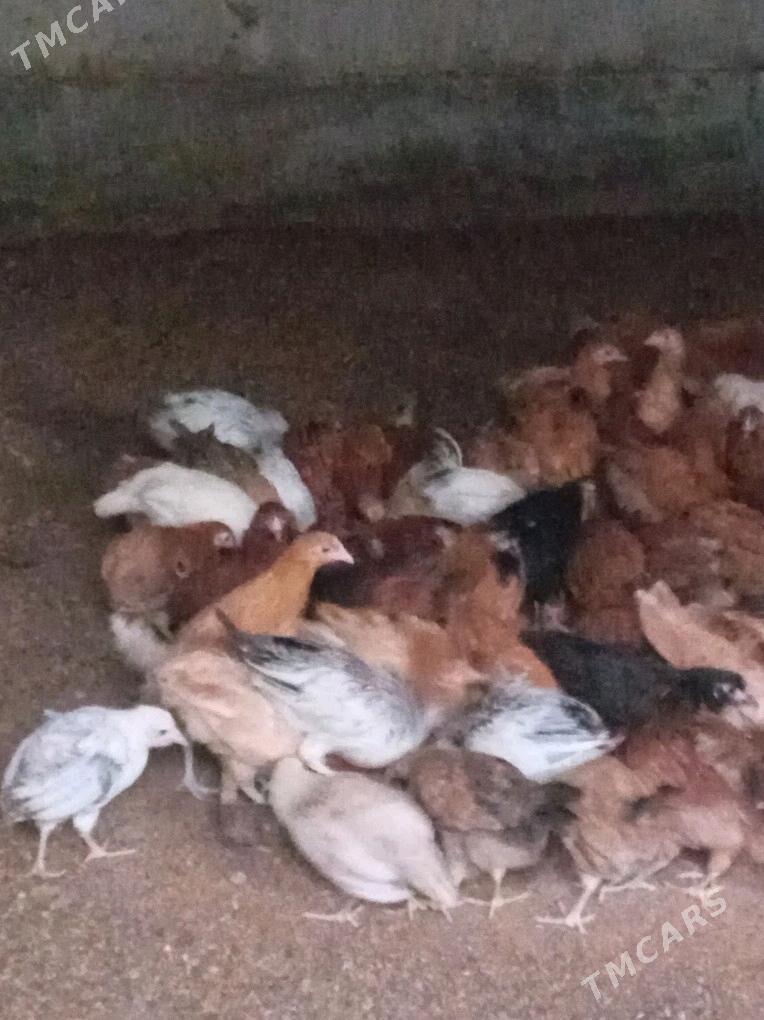 towuk jüje - Gökdepe - img 1