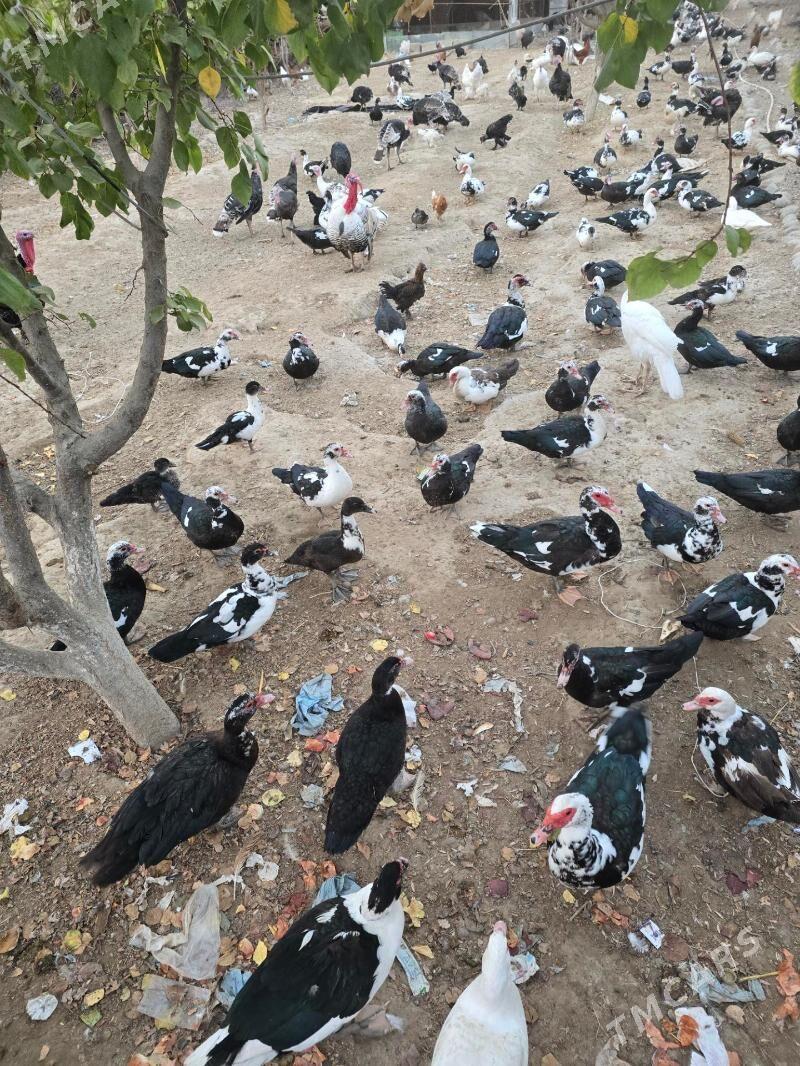 Öredek İndaurtka - Тязе заман - img 3