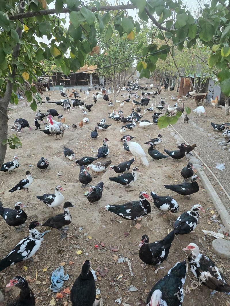 Öredek İndaurtka - Тязе заман - img 2