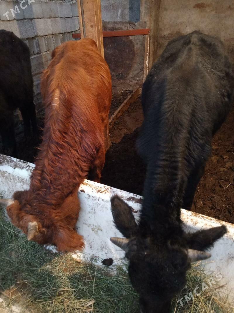 Amatly öküzler 5 sany - Ашхабад - img 3