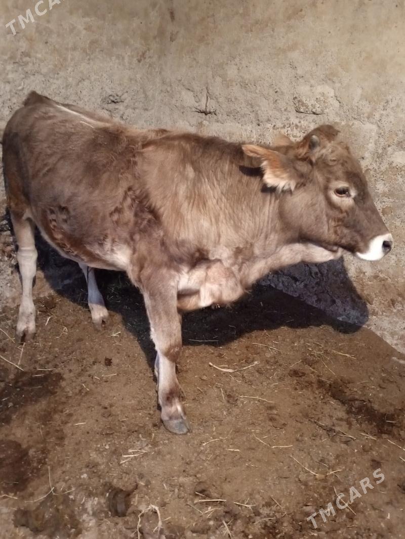 Amatly öküzler 5 sany - Ашхабад - img 2