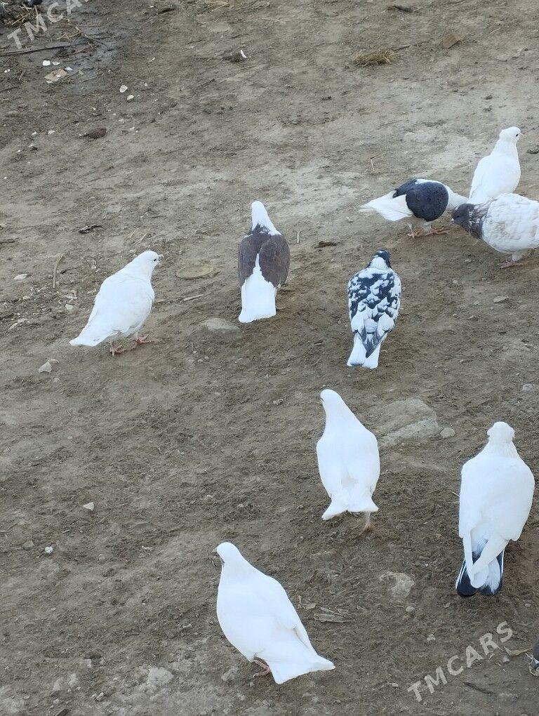 kepderi - Daşoguz - img 5