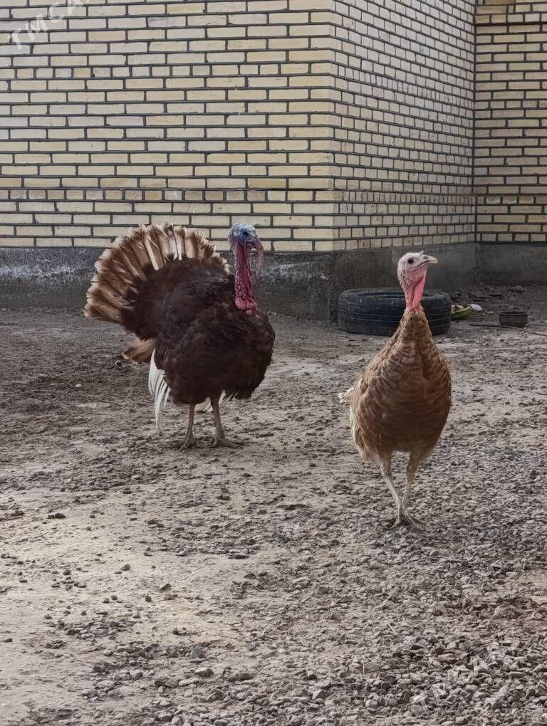 Induk - Sakarçäge - img 2