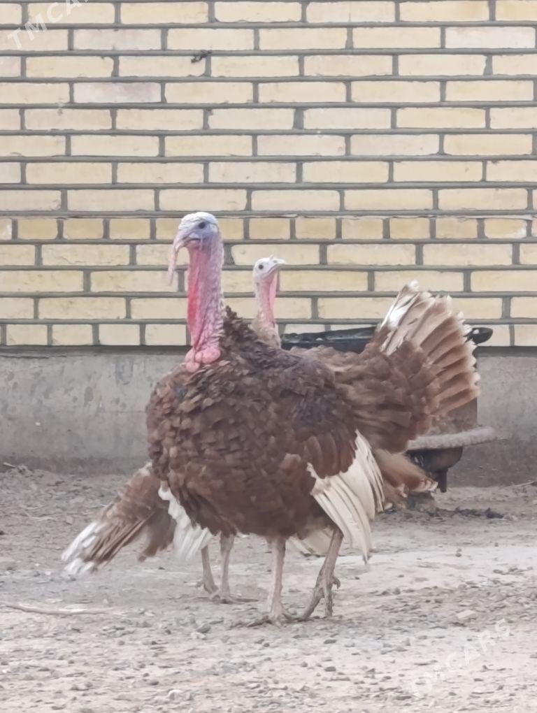 Induk - Sakarçäge - img 1