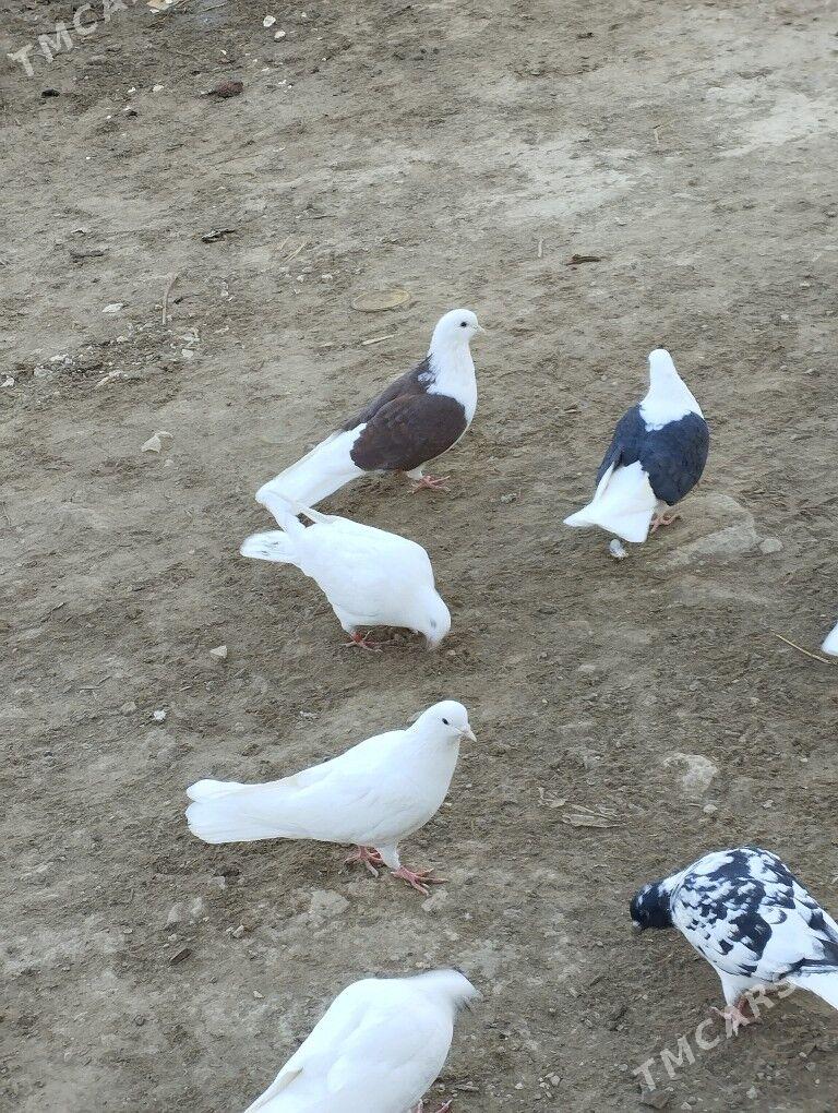 kepderi - Daşoguz - img 6