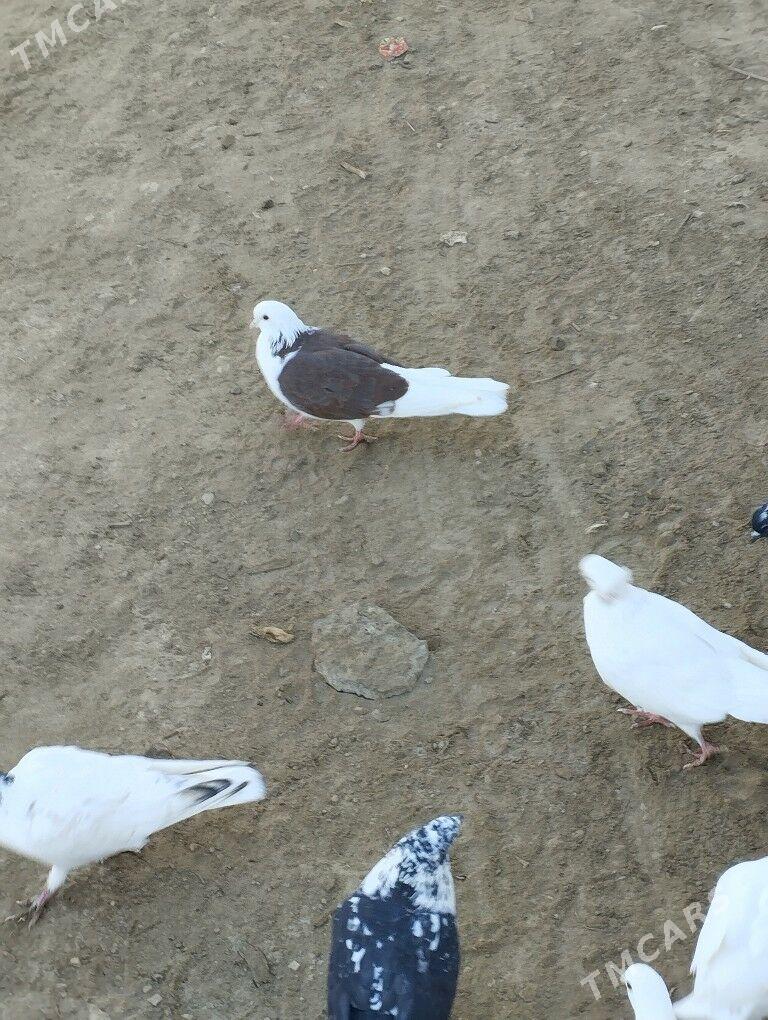 kepderi - Daşoguz - img 3