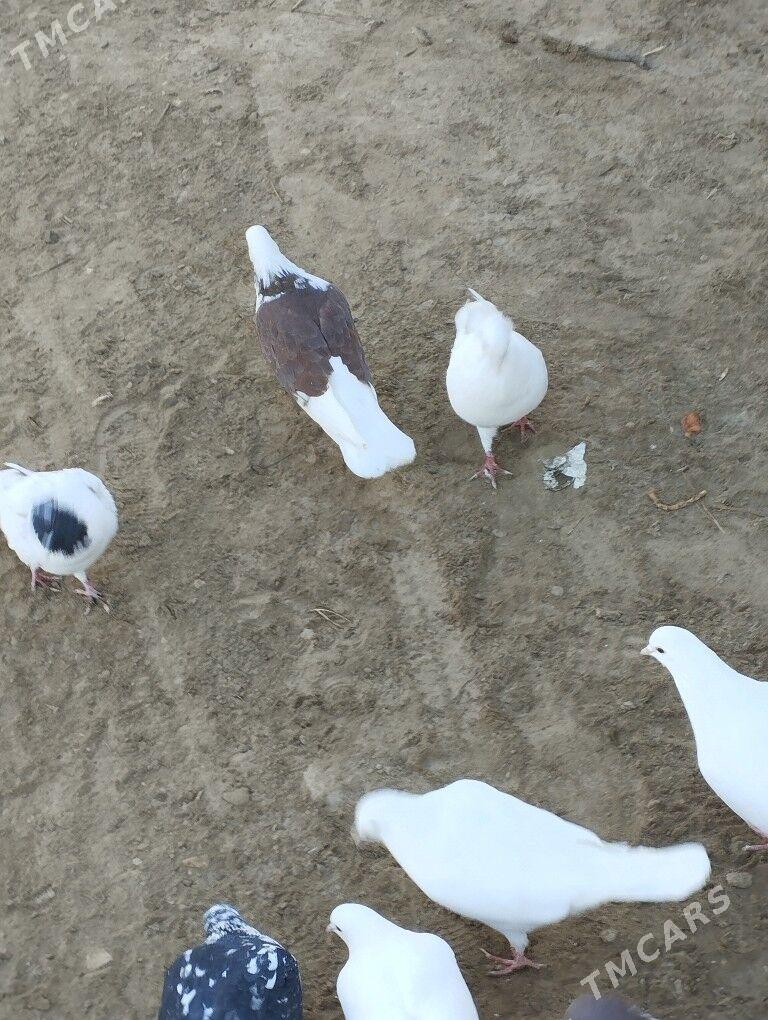 kepderi - Daşoguz - img 4