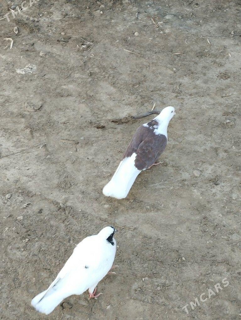 kepderi - Daşoguz - img 2