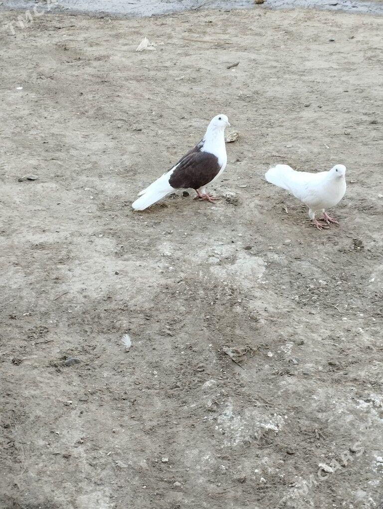 kepderi - Daşoguz - img 7