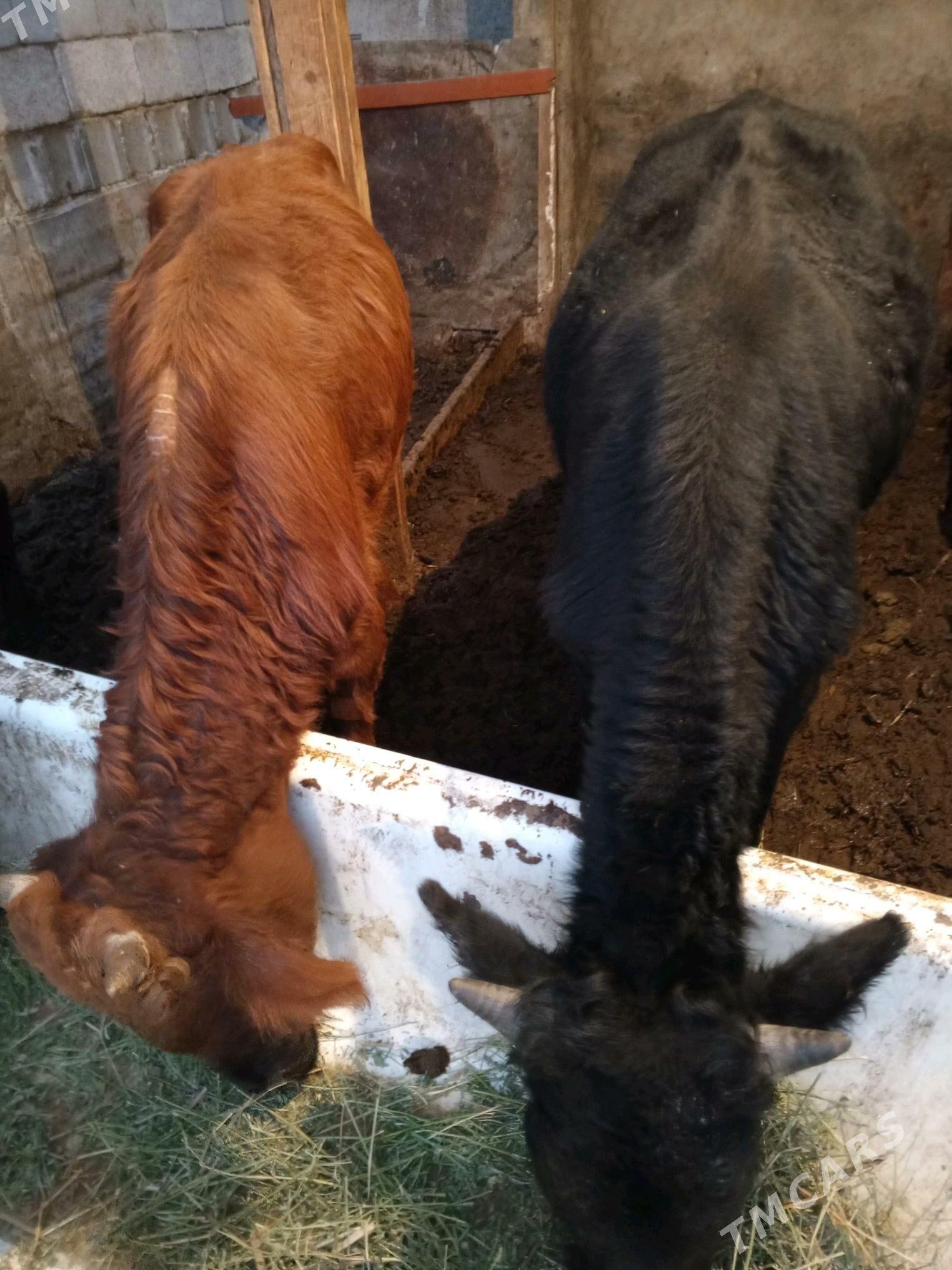 Amatly öküzler 5 sany - Ашхабад - img 6