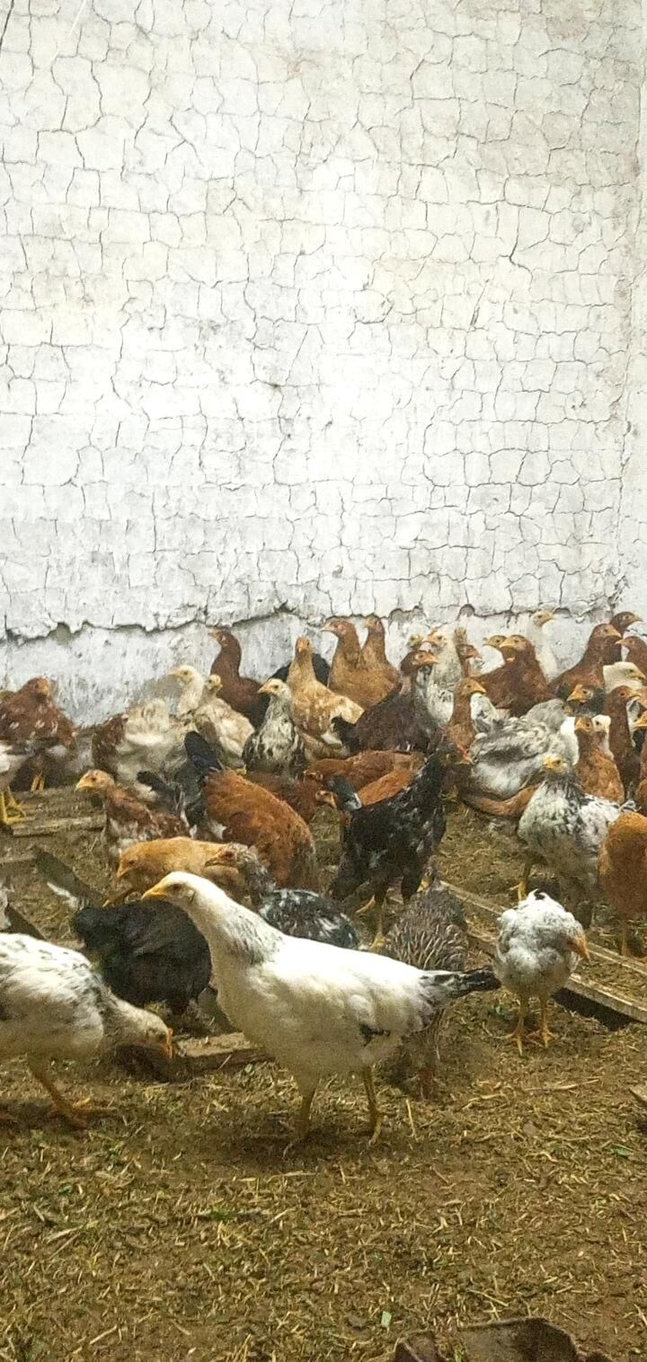 jüje - Babadaýhan - img 6