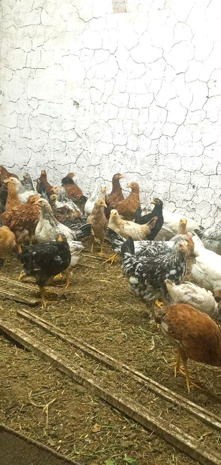 jüje - Babadaýhan - img 7