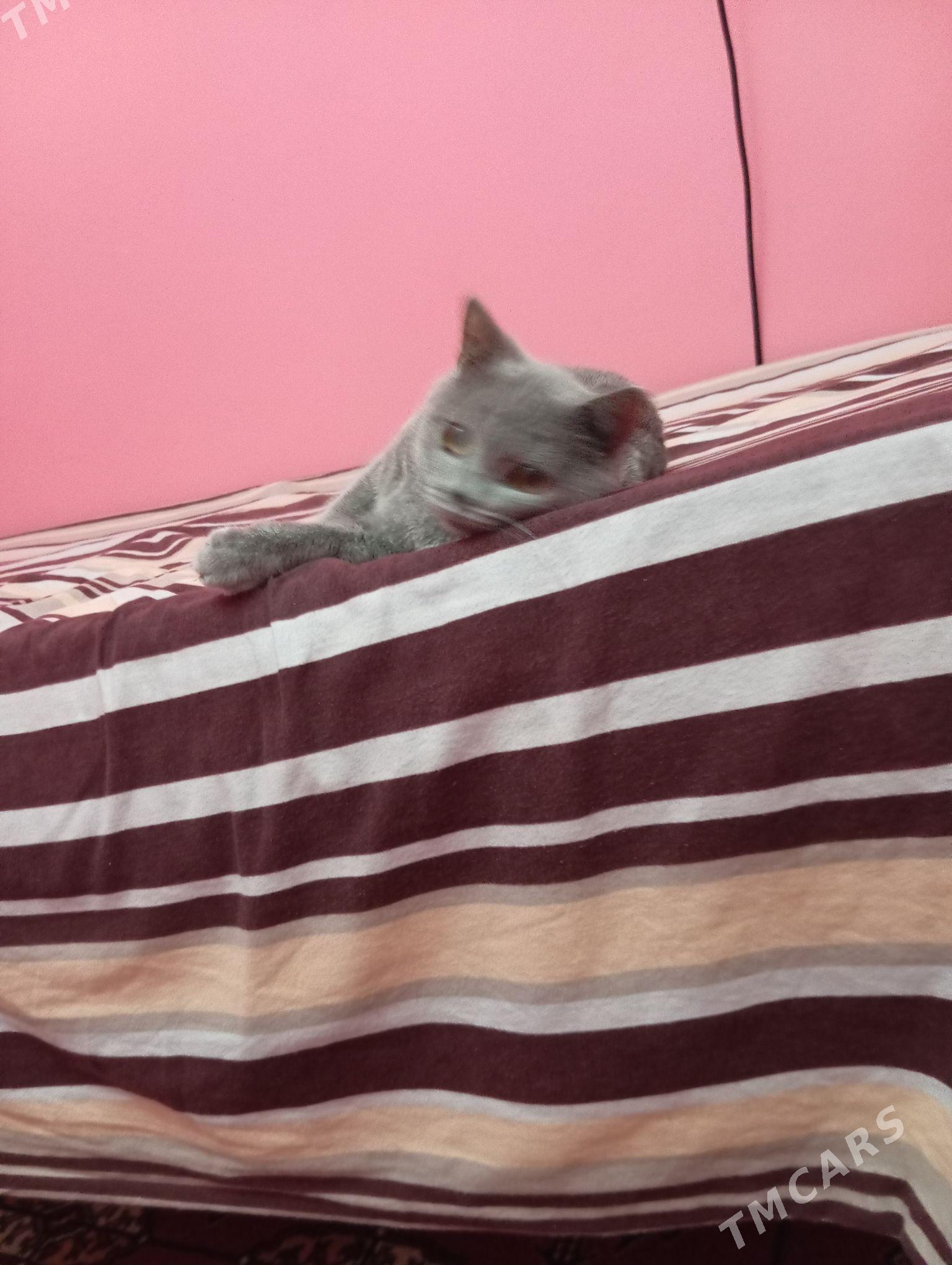 sotlan pisik - Хитровка - img 2