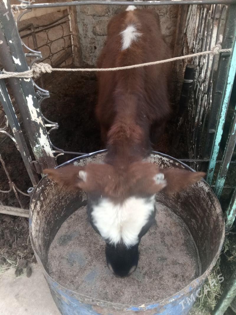 Okuz 3-sany - Ашхабад - img 2