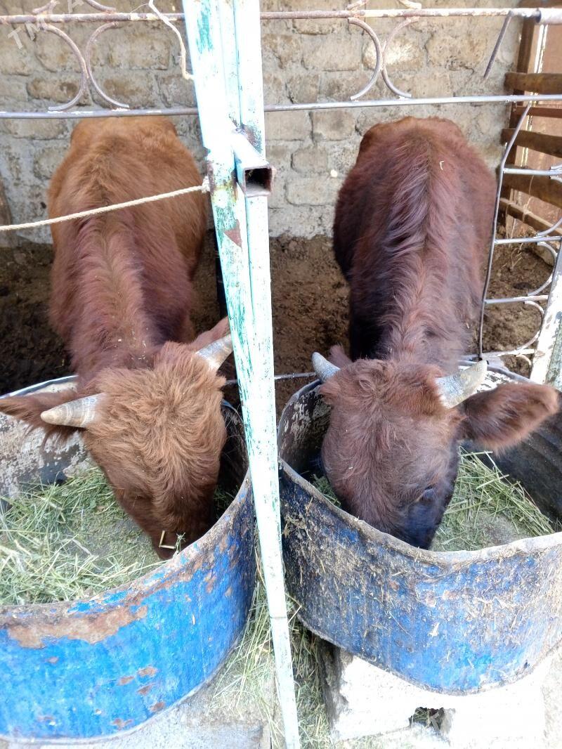 Okuz 3-sany - Ашхабад - img 4