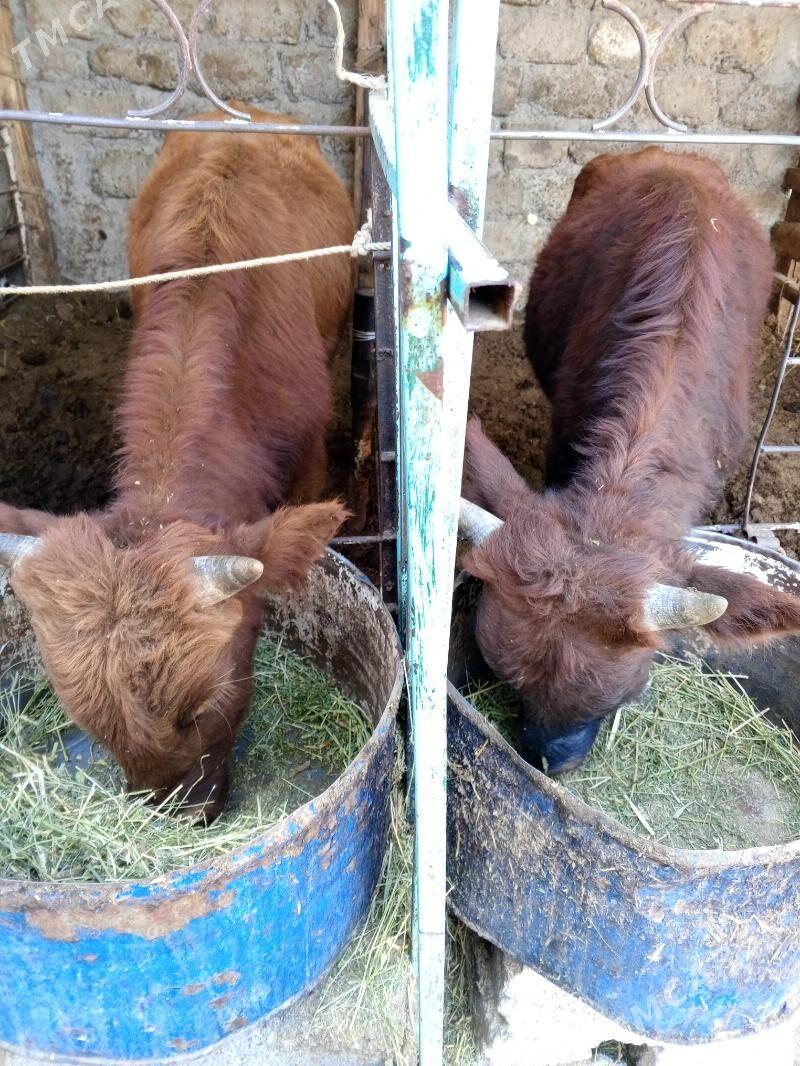 Okuz 3-sany - Ашхабад - img 5