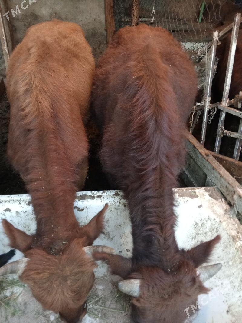 Okuz 3-sany - Ашхабад - img 3