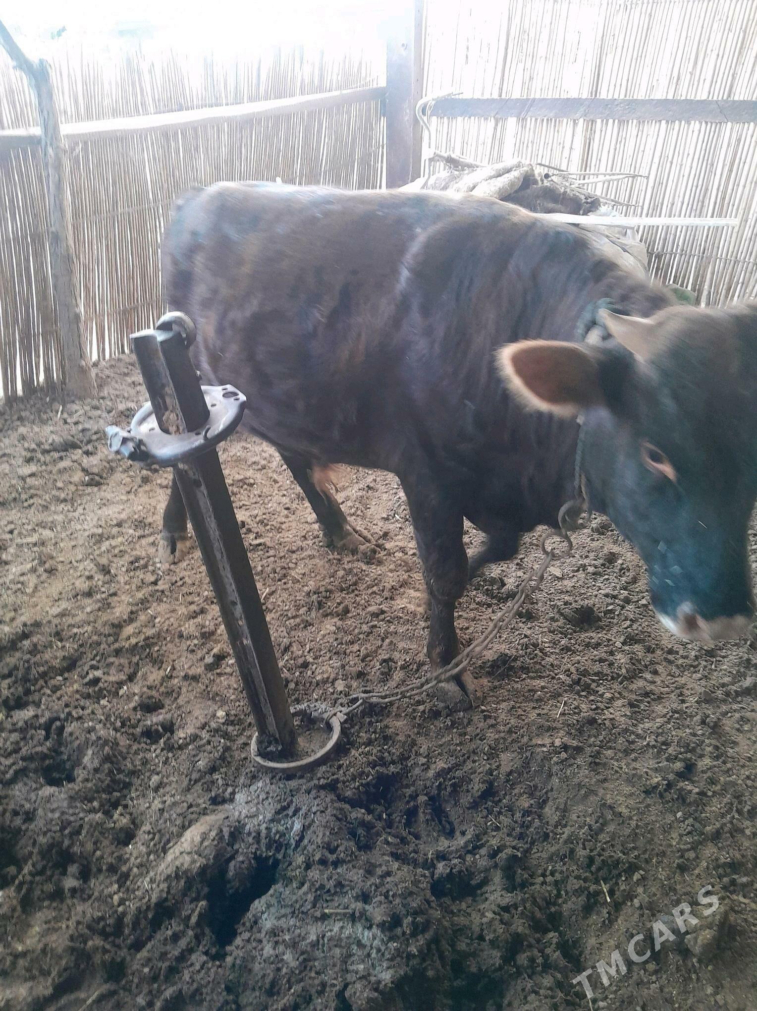 Õküz - Babadaýhan - img 2