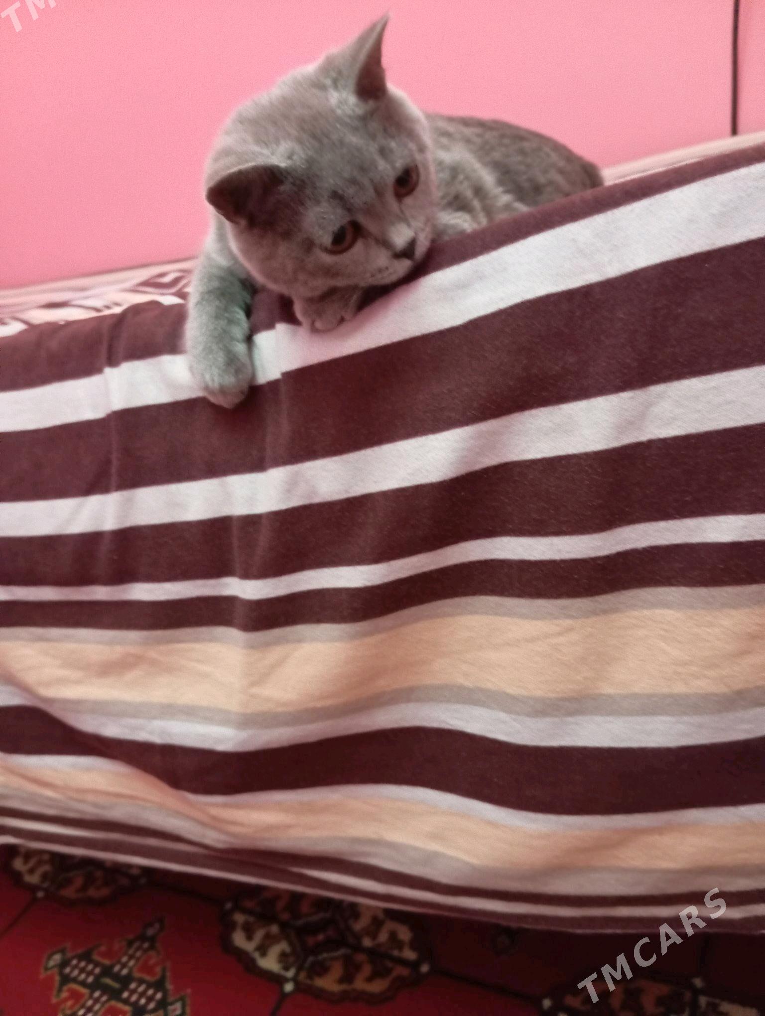 sotlan pisik - Хитровка - img 3