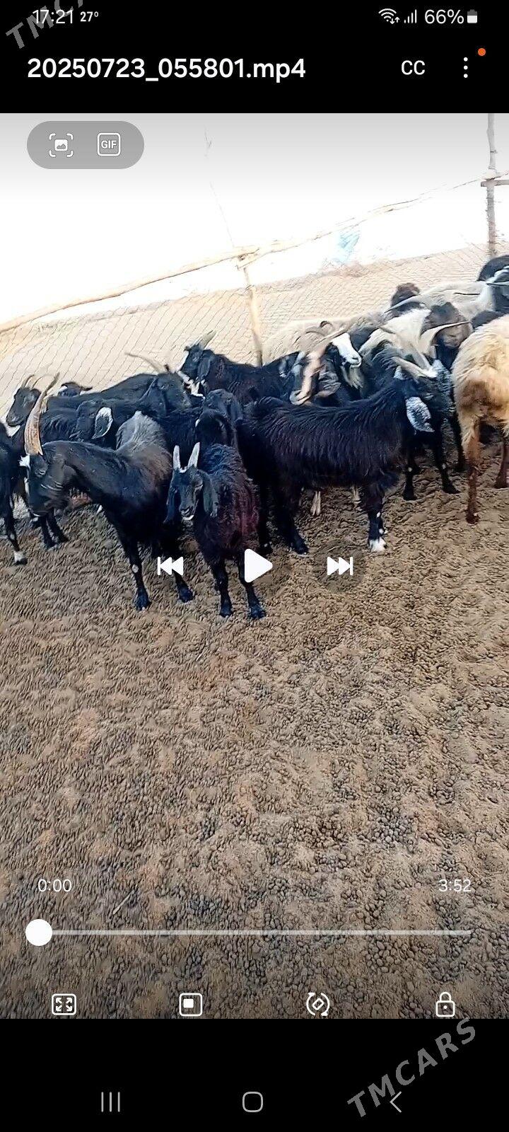 Goyun geci - Байрамали - img 5