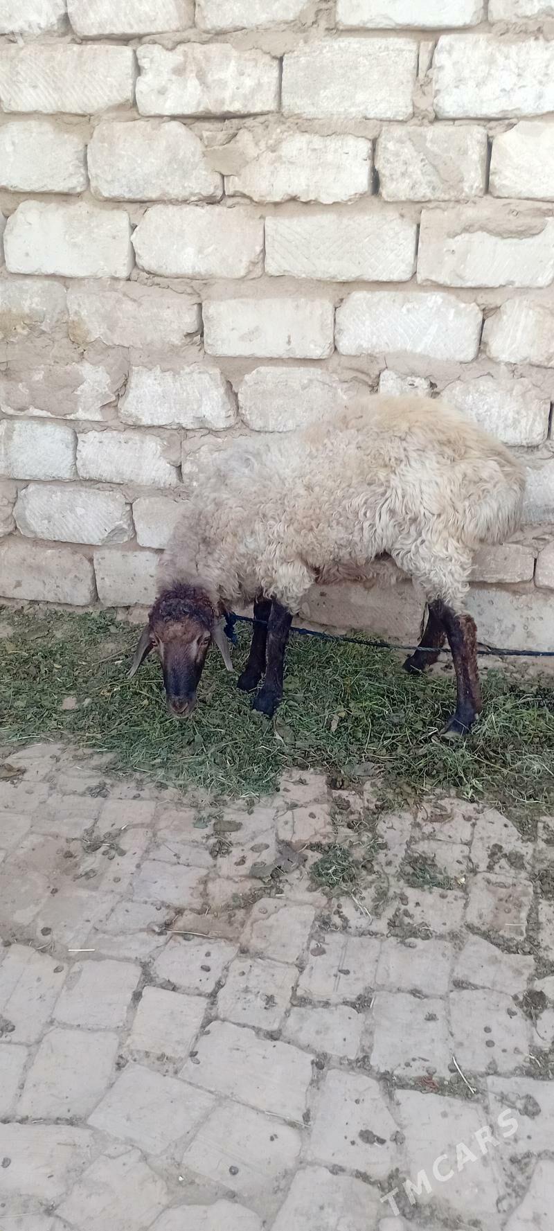 Goyun geci - Байрамали - img 4