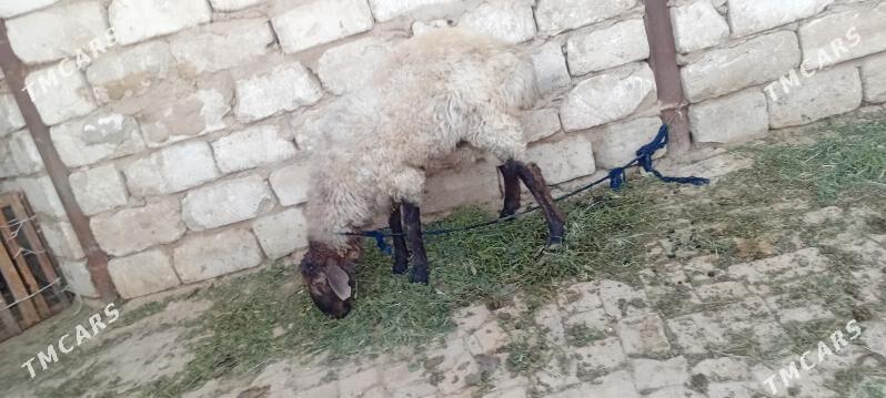 Goyun geci - Байрамали - img 2