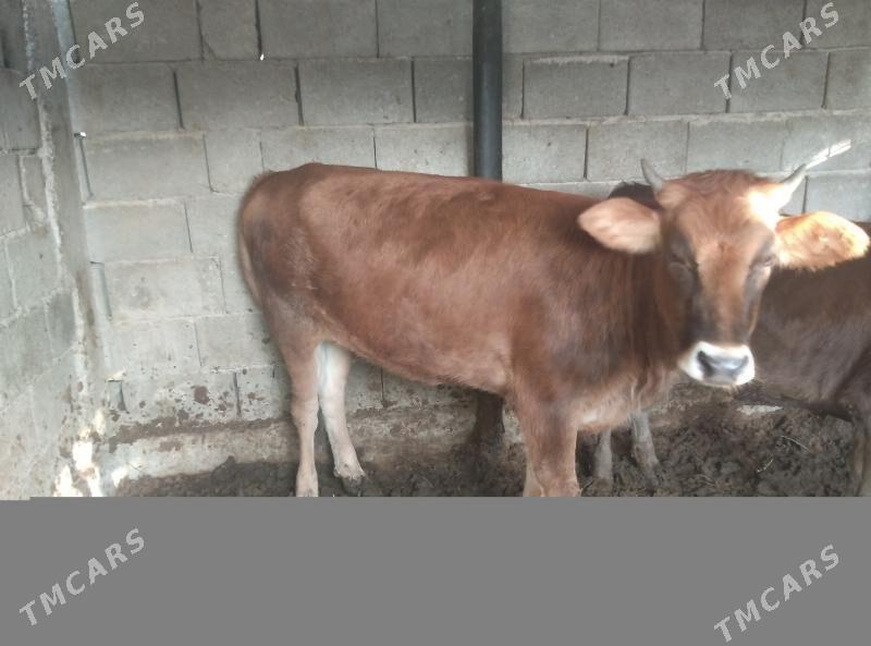 Tuwe - Gökdepe - img 2