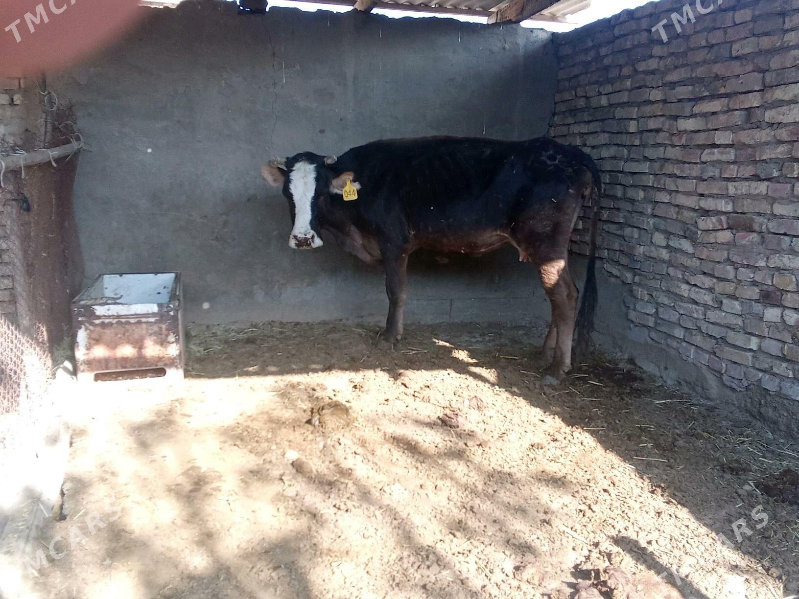 BOGAZ SYGYR - Mary - img 2