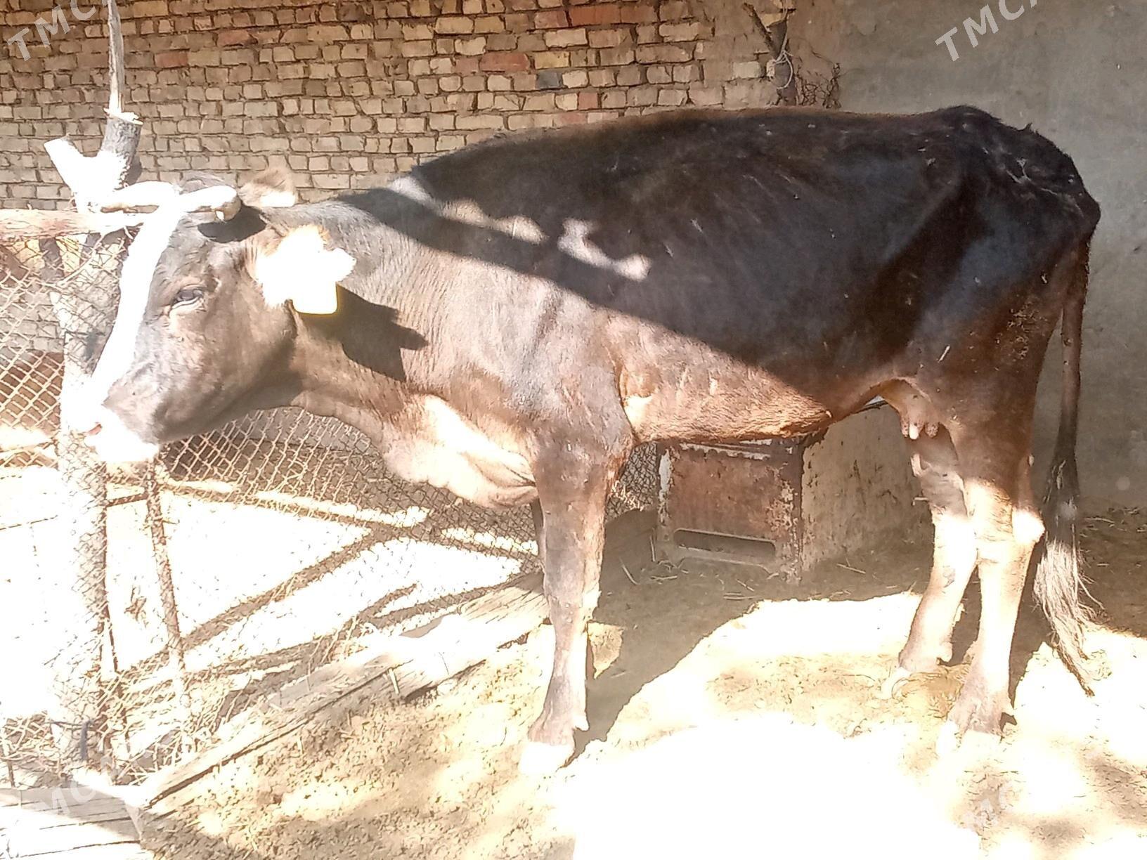 BOGAZ SYGYR - Mary - img 1