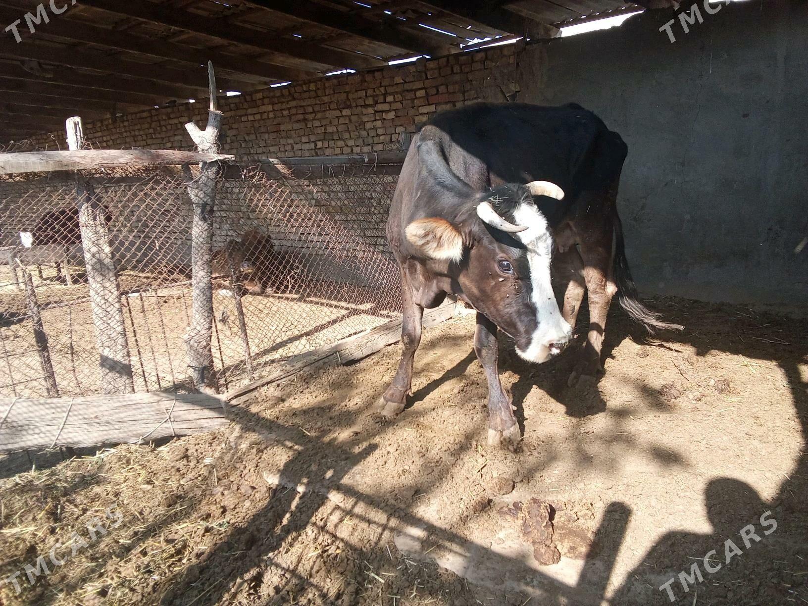 BOGAZ SYGYR - Mary - img 3