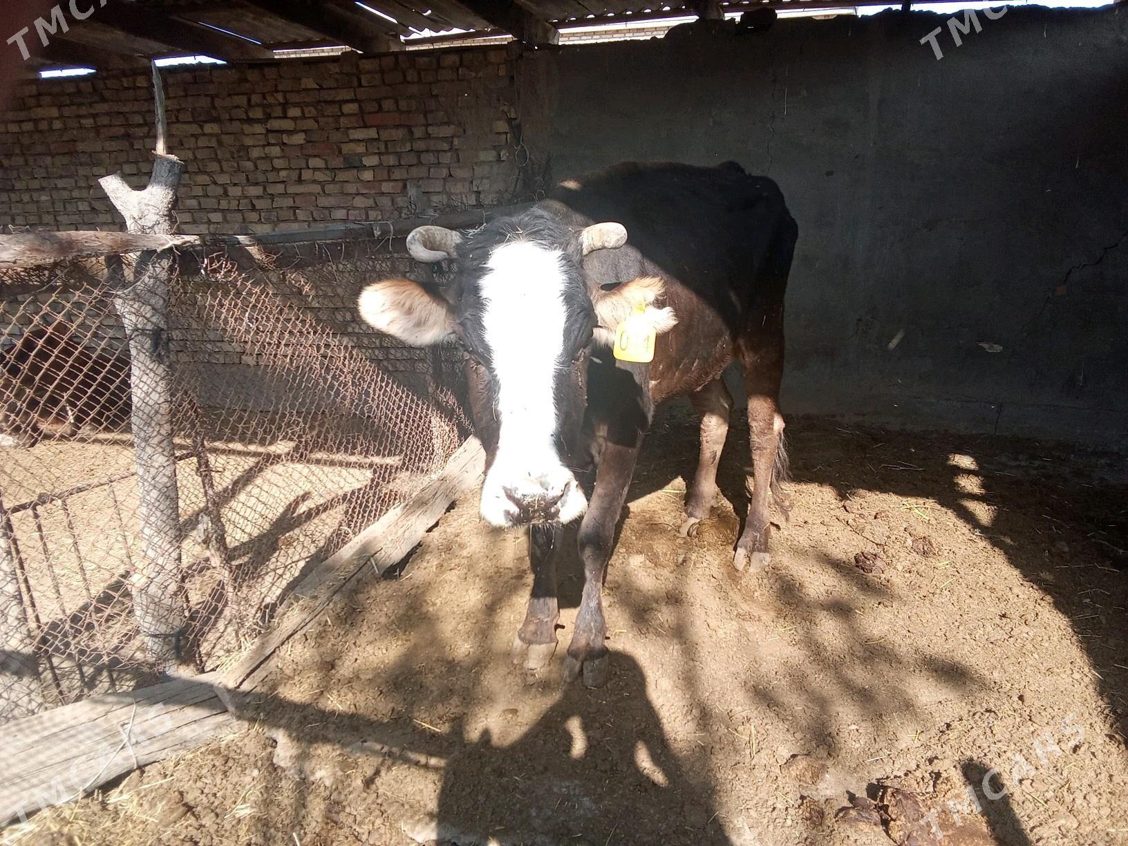 BOGAZ SYGYR - Mary - img 4