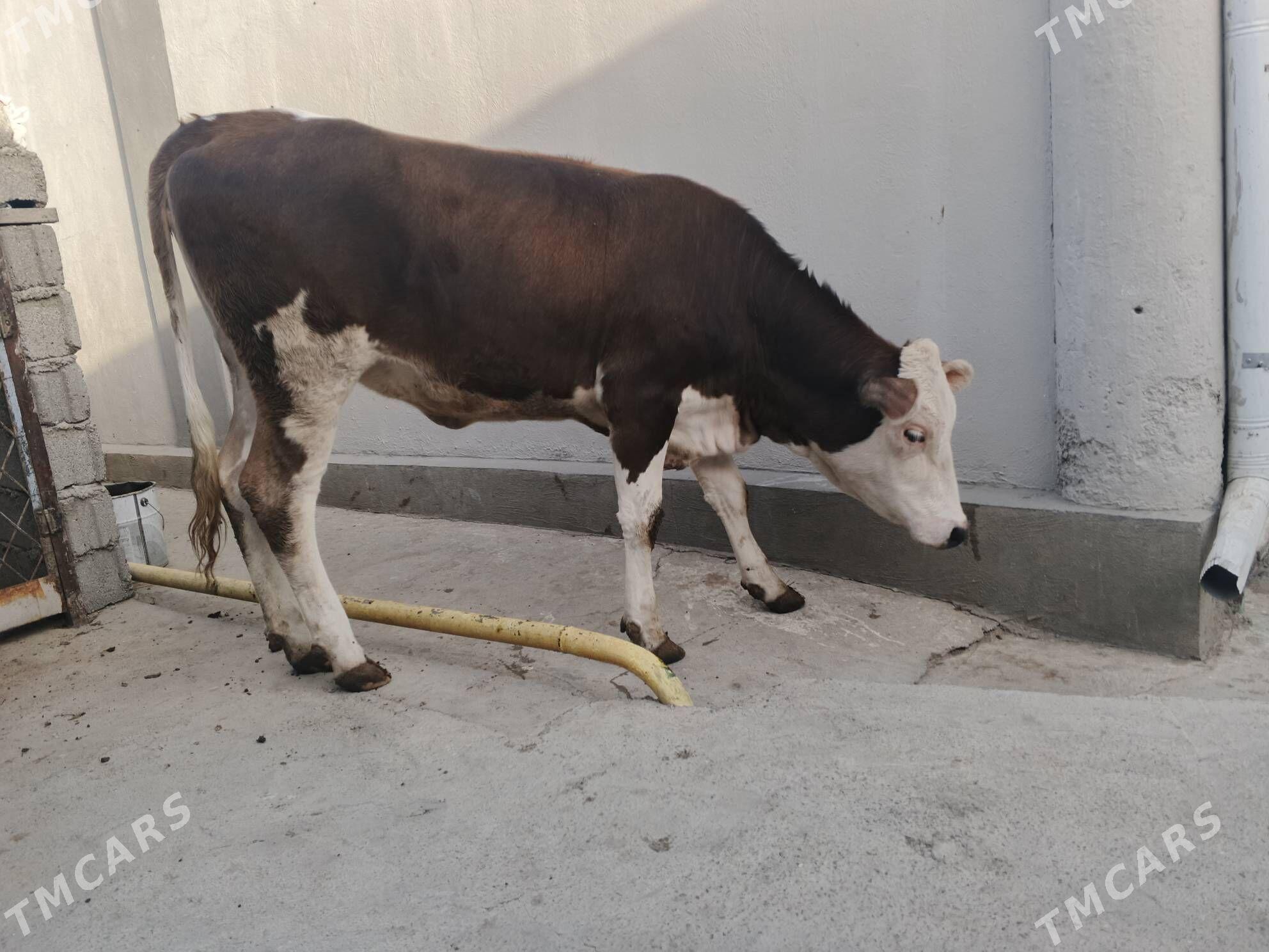 SIMENTAL - Чоганлы - img 4