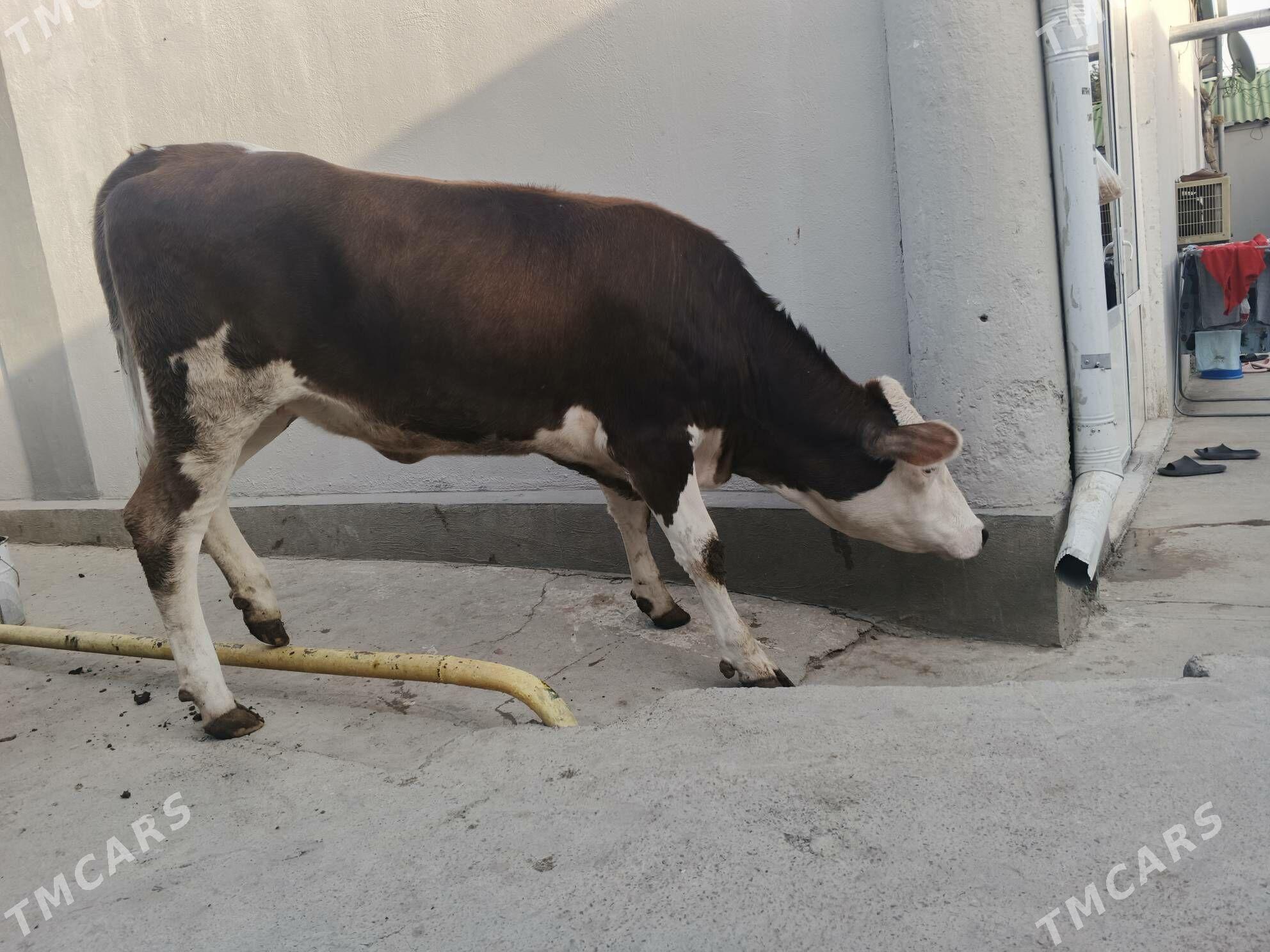 SIMENTAL - Чоганлы - img 3