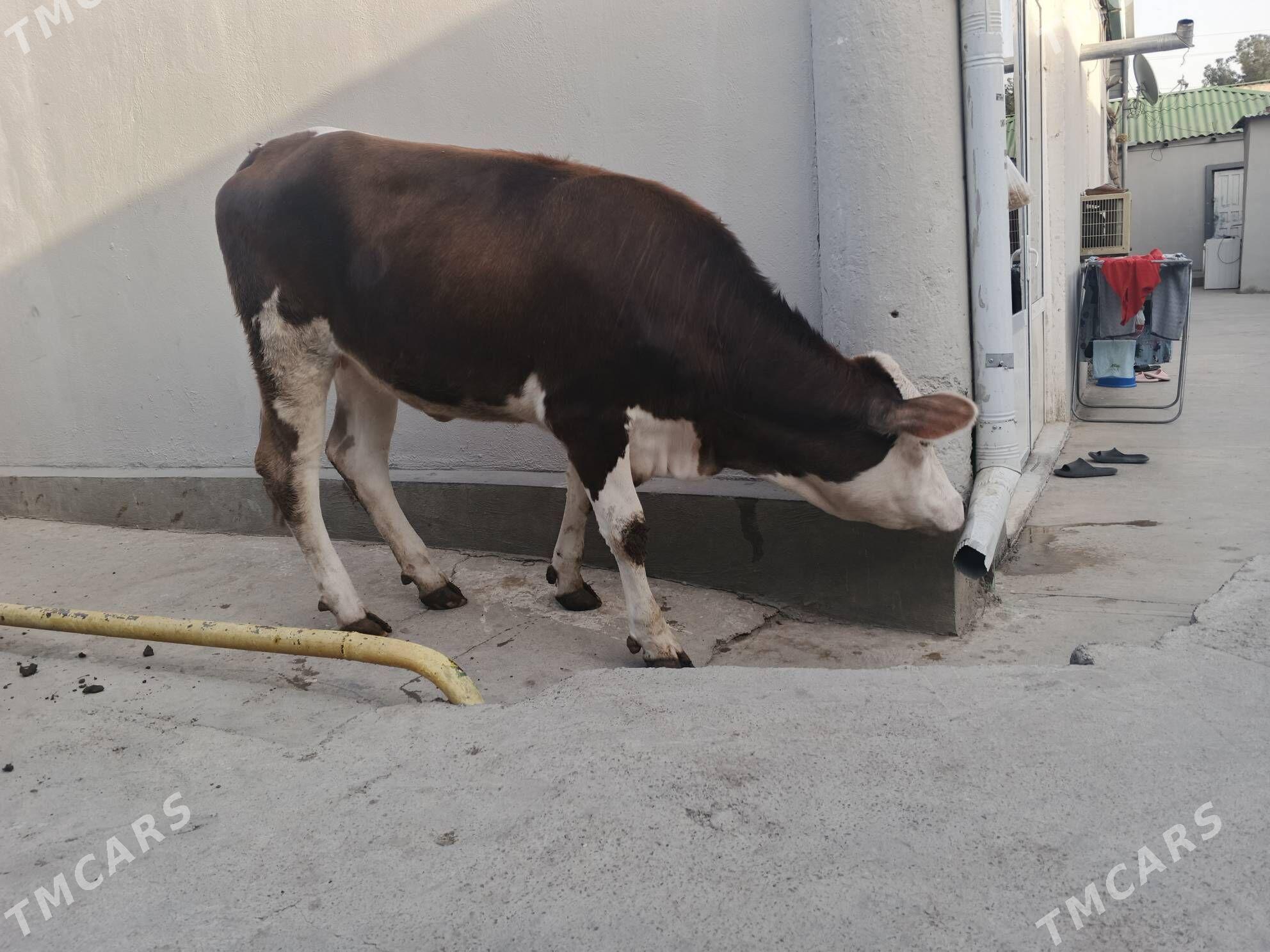 SIMENTAL - Чоганлы - img 6