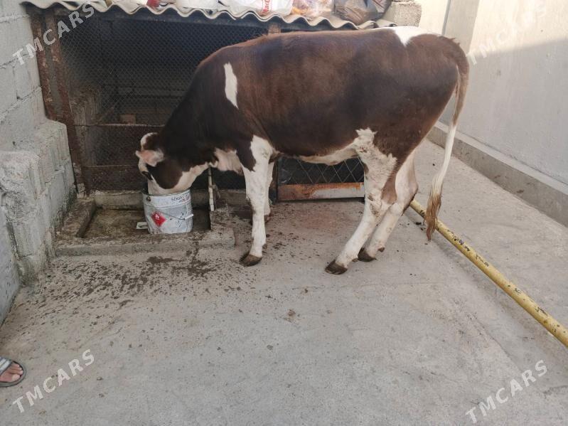 SIMENTAL - Чоганлы - img 5