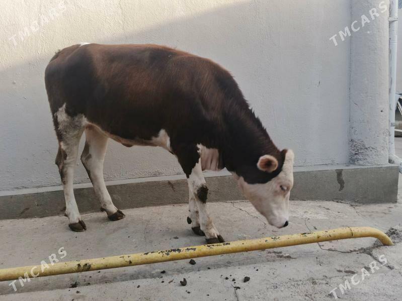 SIMENTAL - Чоганлы - img 7