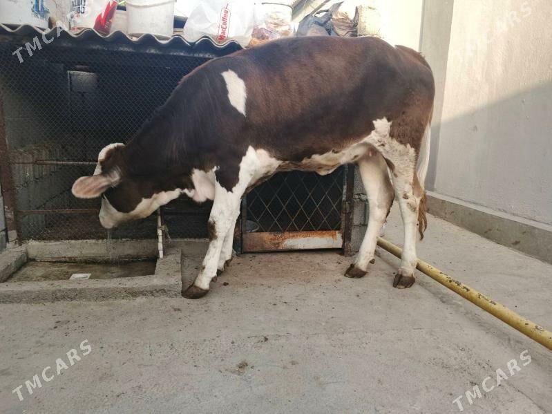 SIMENTAL - Чоганлы - img 2