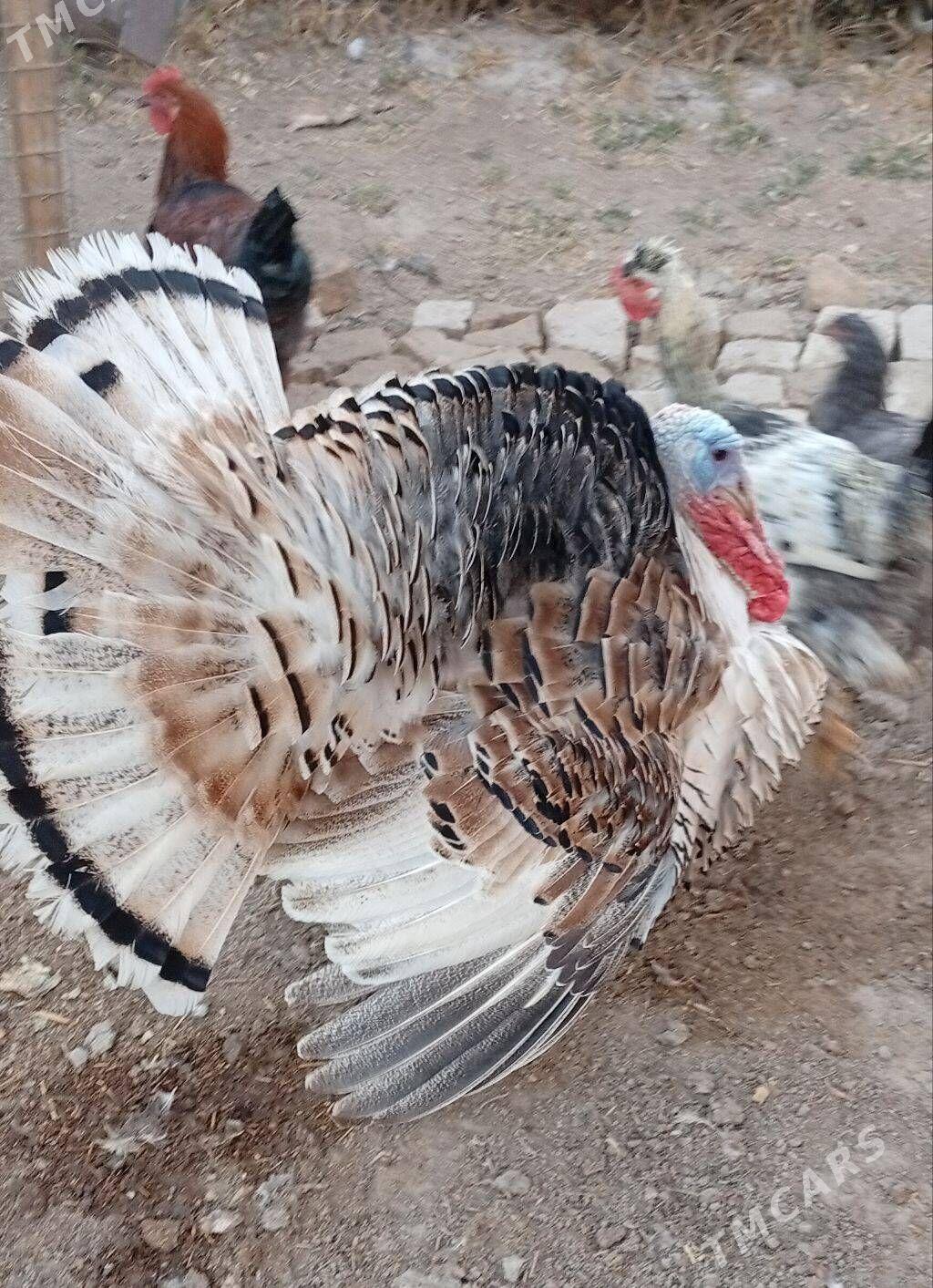 indyuk - Türkmenabat - img 1