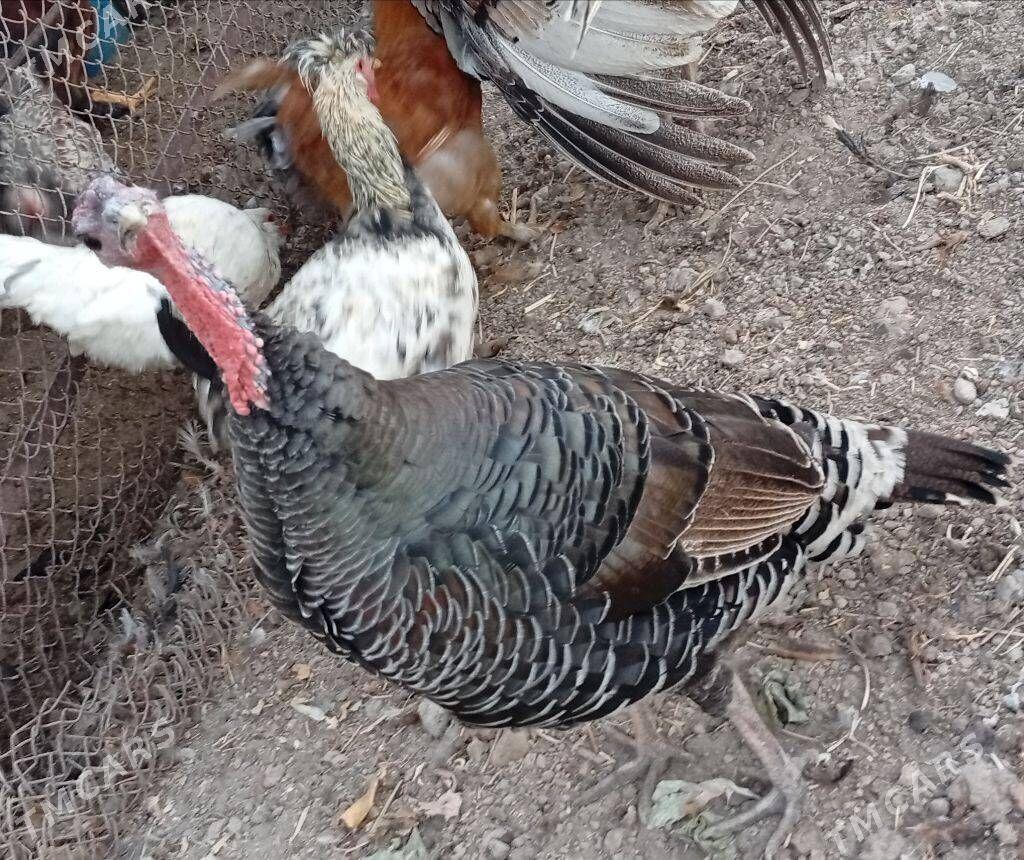 indyuk - Türkmenabat - img 2