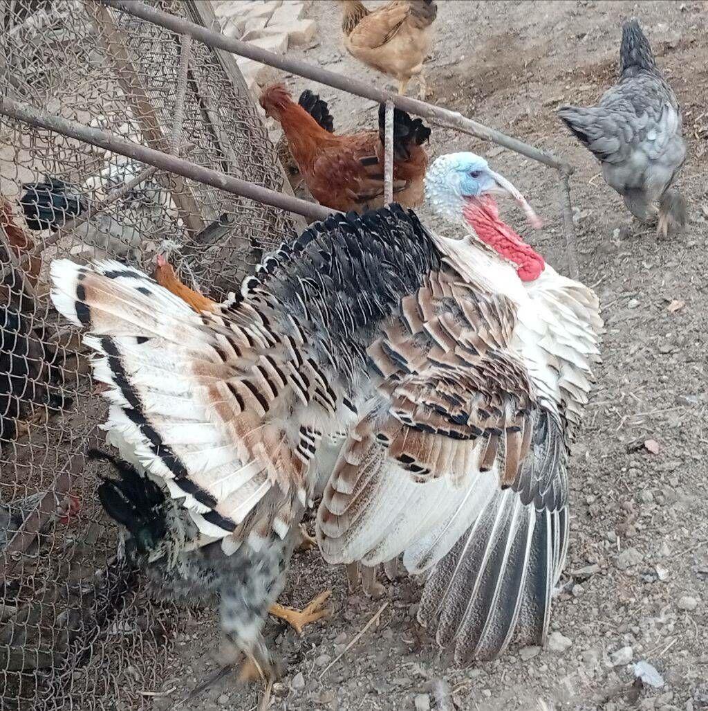 indyuk - Türkmenabat - img 3