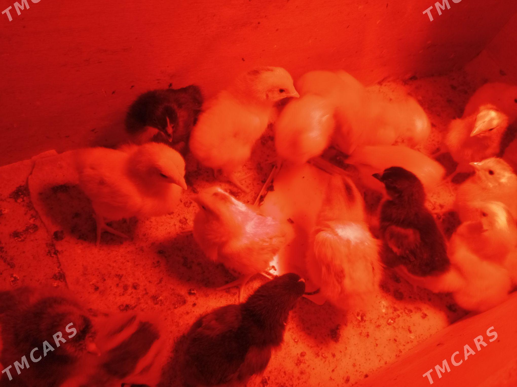 Цыплята тошкенской породы - Туркменабат - img 1