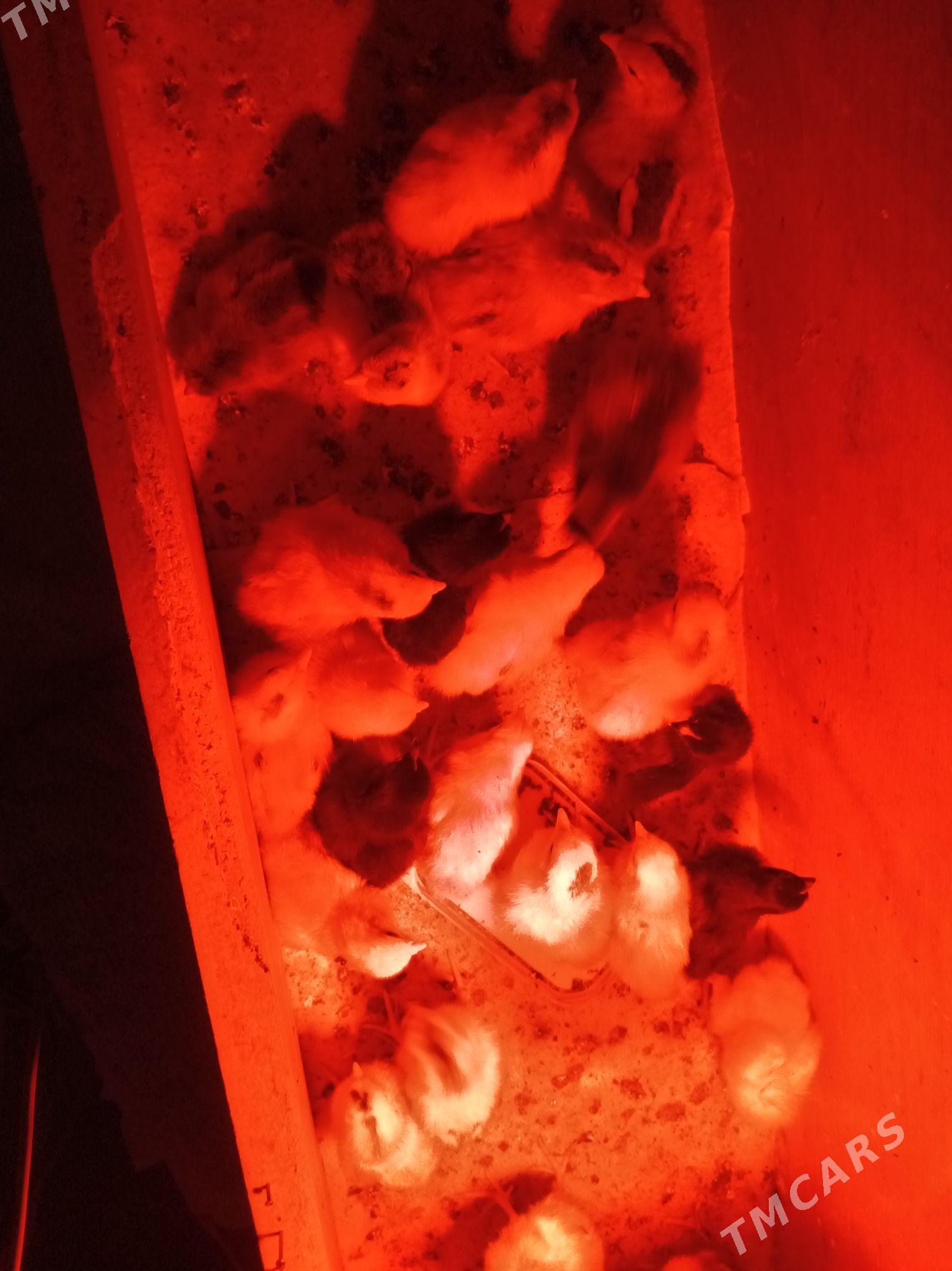 Цыплята тошкенской породы - Türkmenabat - img 2