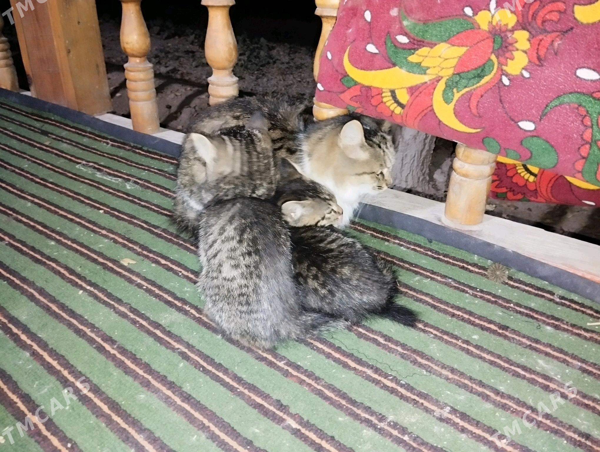 pişik  şes  pişik - Акдепе - img 2