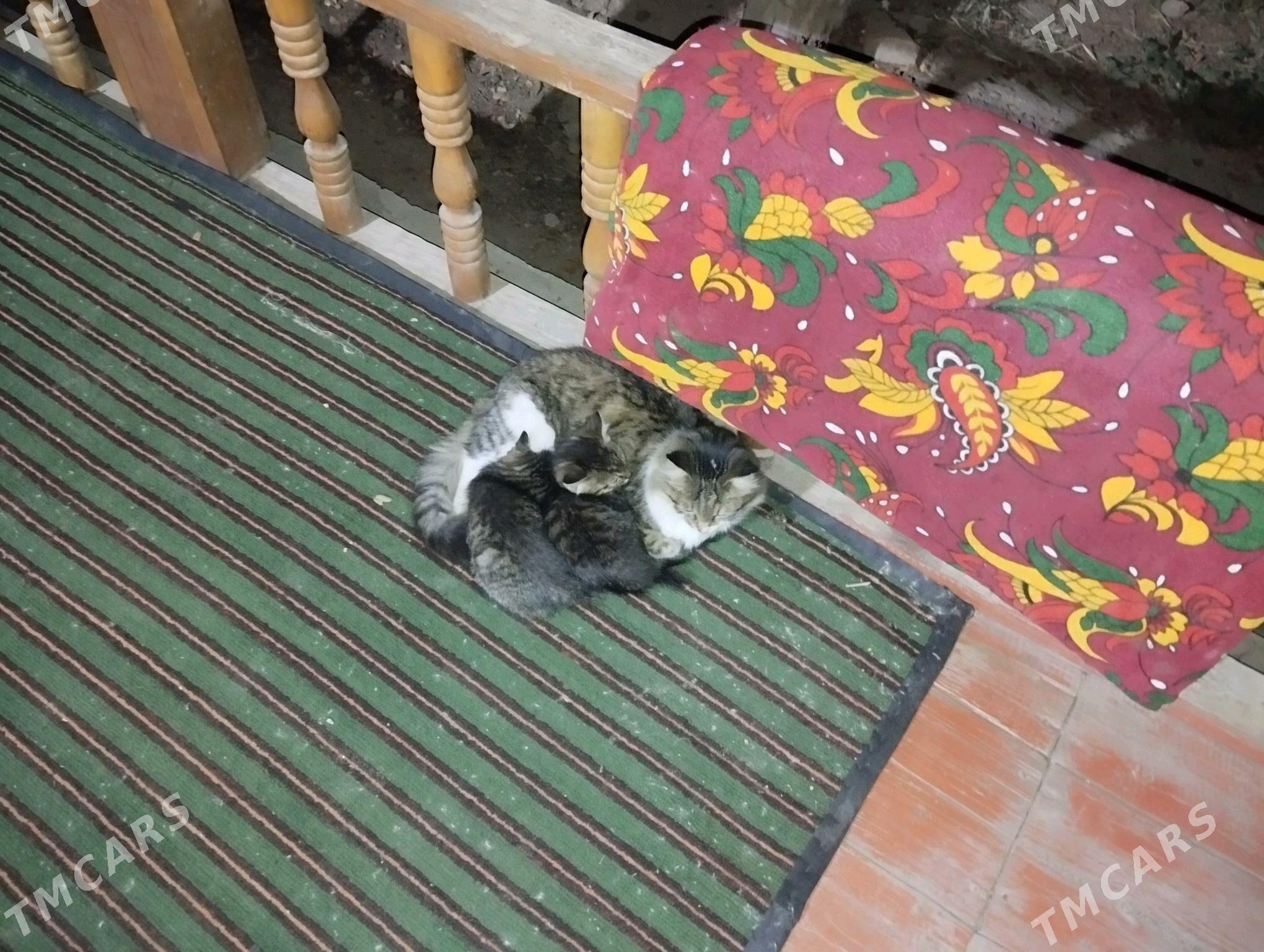 pişik  şes  pişik - Акдепе - img 3