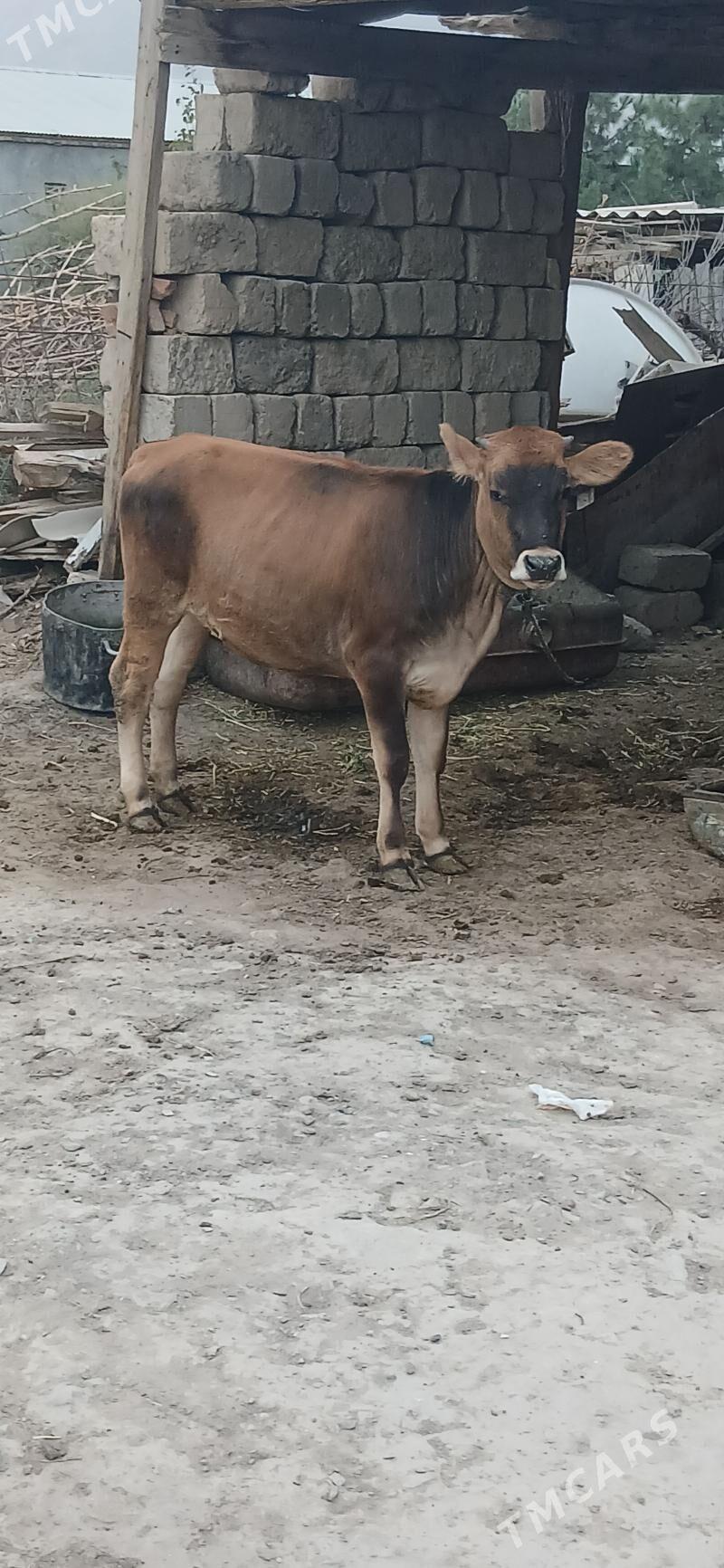 tuwe - Gökdepe - img 4